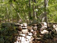 Ashland Town Forest & Cowassock&nbsp;Woods